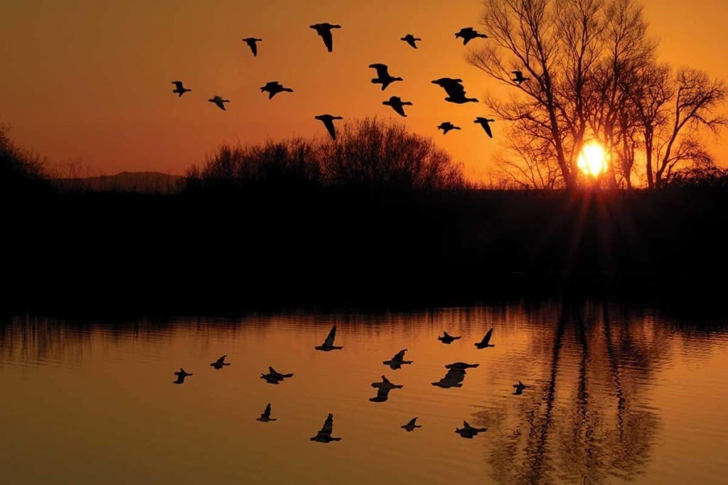 why we love waterfowl