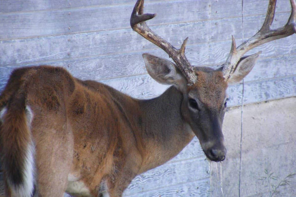 CWD