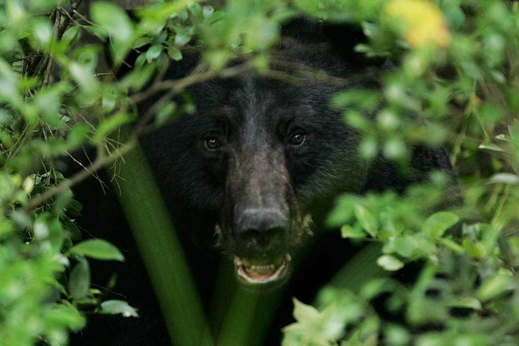 bear