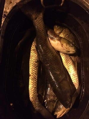 grass-carp-catch-800