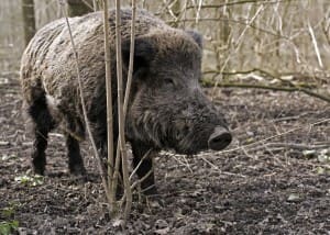 hog1-2