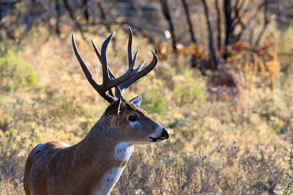 texas buck