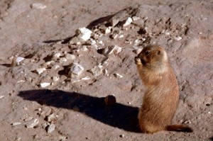 blacktailed_prairie_dog_standing