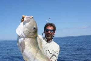 golden tile fish 