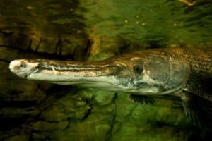 Gar permits are available for drawing beginning Sept. 1