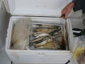 fishing bait