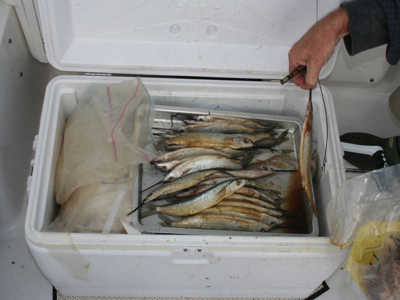 fishing bait