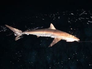 sandbar shark