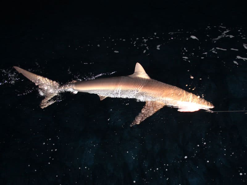 sandbar shark