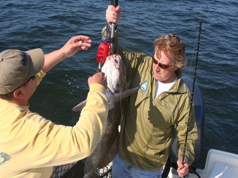 black drum fishing