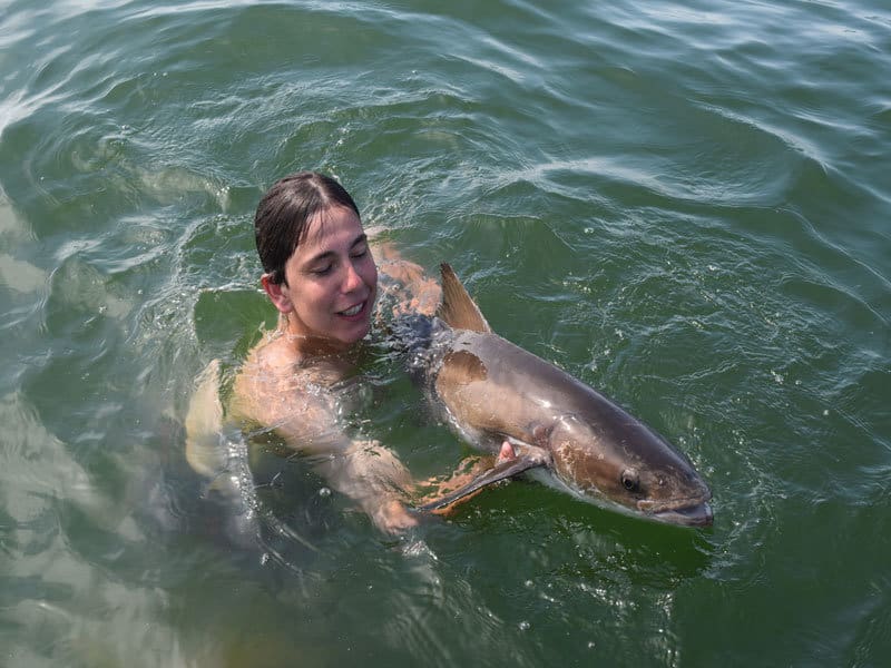 swimming with cobia