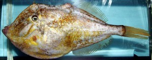 filefish