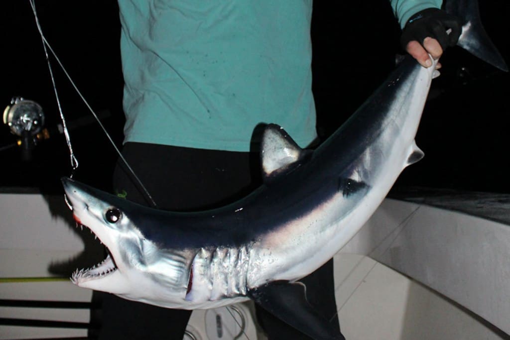 night fishing for shark