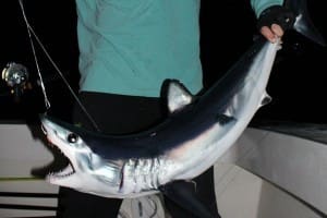 night fishing for shark