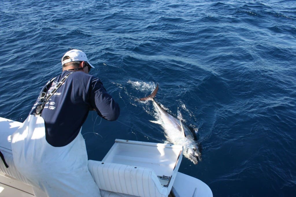 leadering tuna fish