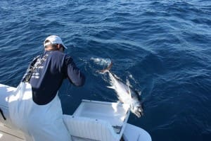 leadering tuna fish