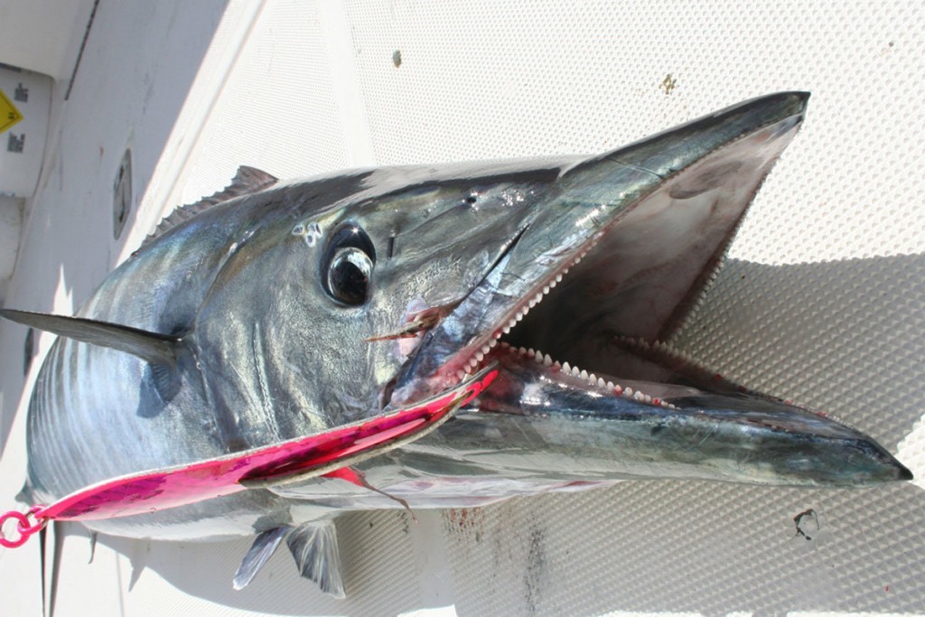wahoo fishing