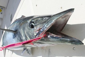 wahoo fishing