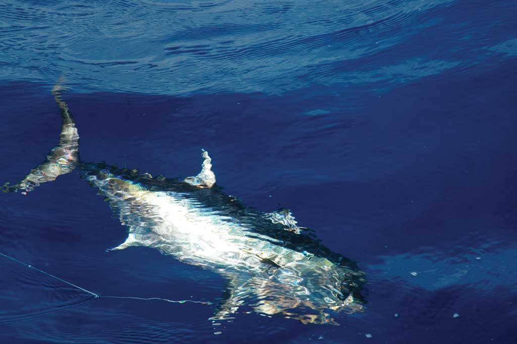 blackfin tuna