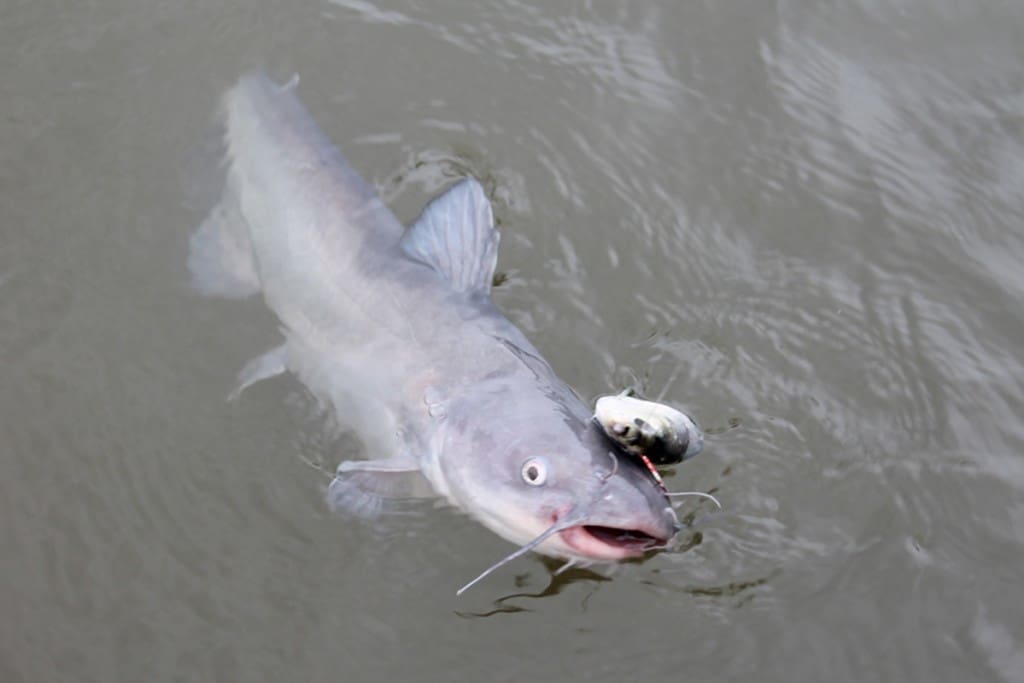 circle hook fishing