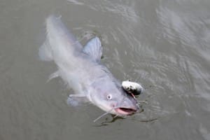 circle hook fishing