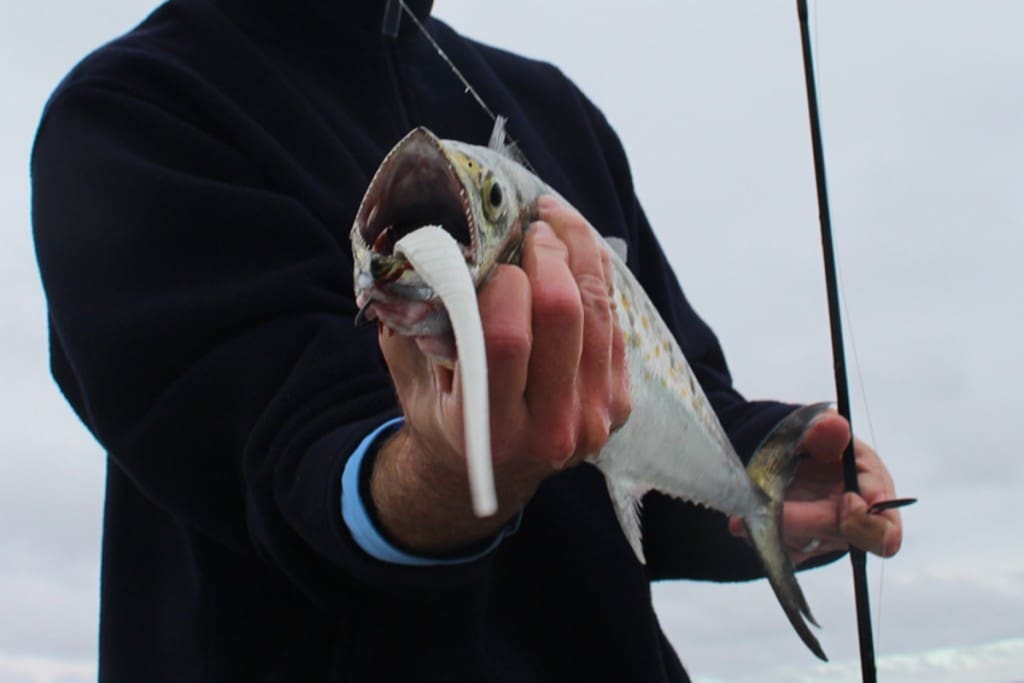 spanish mackerel