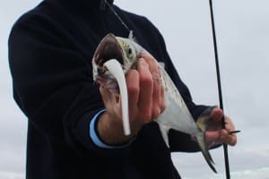 spanish mackerel