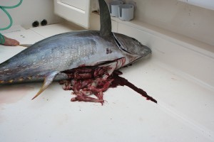 squid in yellowfin tuna