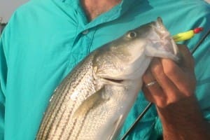 fish eating gulp!