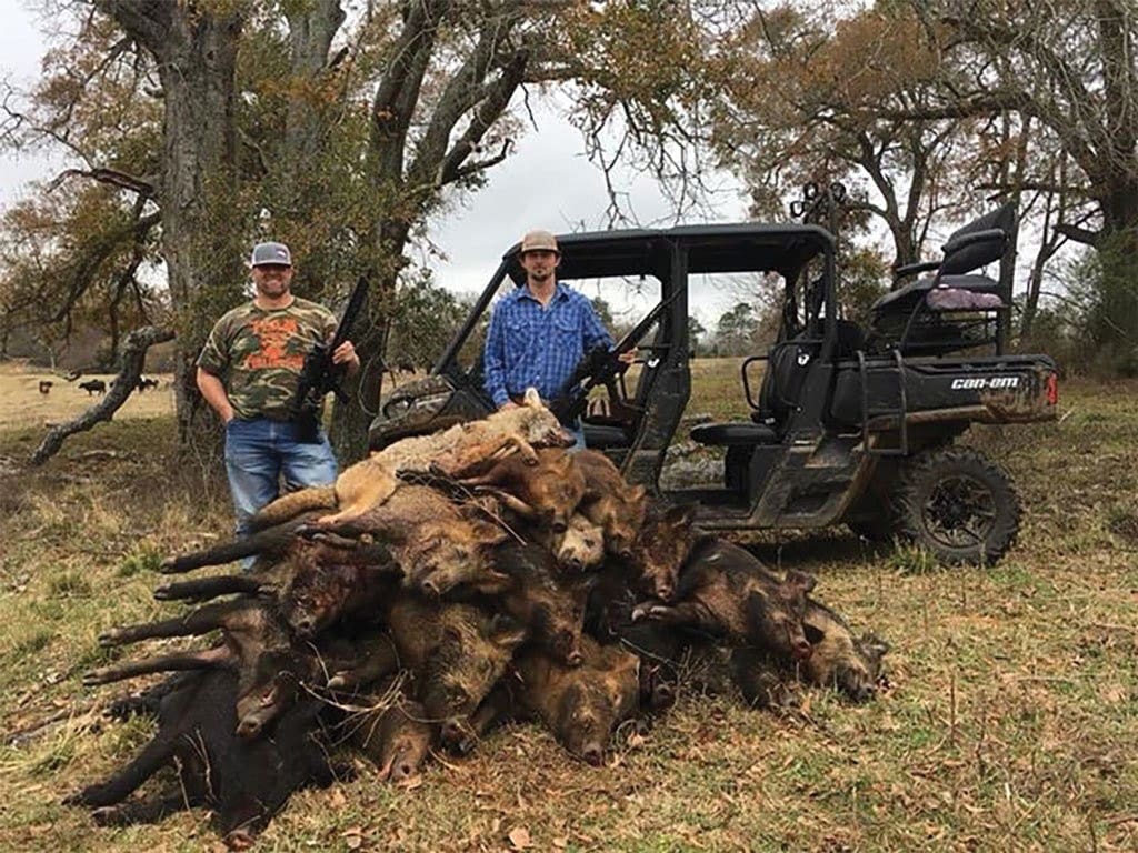 feral hogs