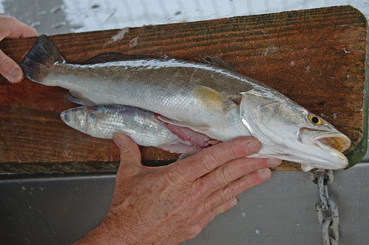 speckled trout with a finfish in its belly