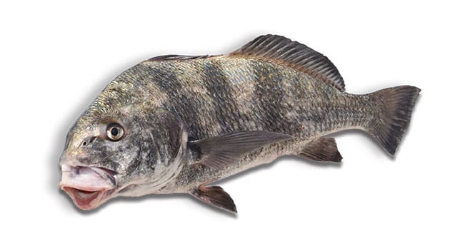 black drum