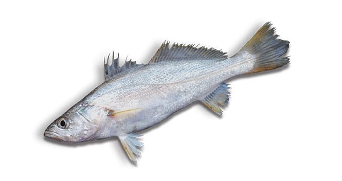 Sand Seatrout