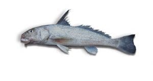 Gulf Kingfish (Whiting)