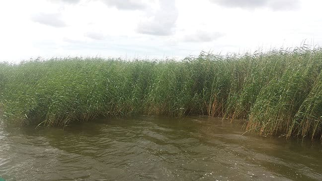 Roseau cane
