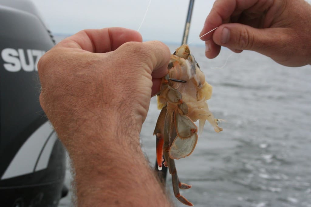 soft crab fishing bait
