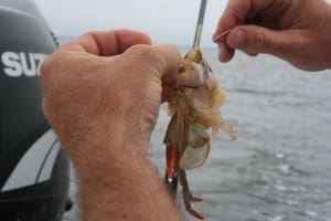 soft crab fishing bait