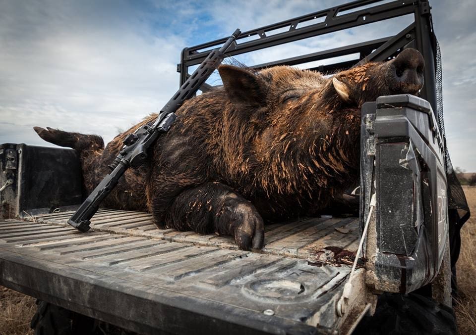 Giant Hog
