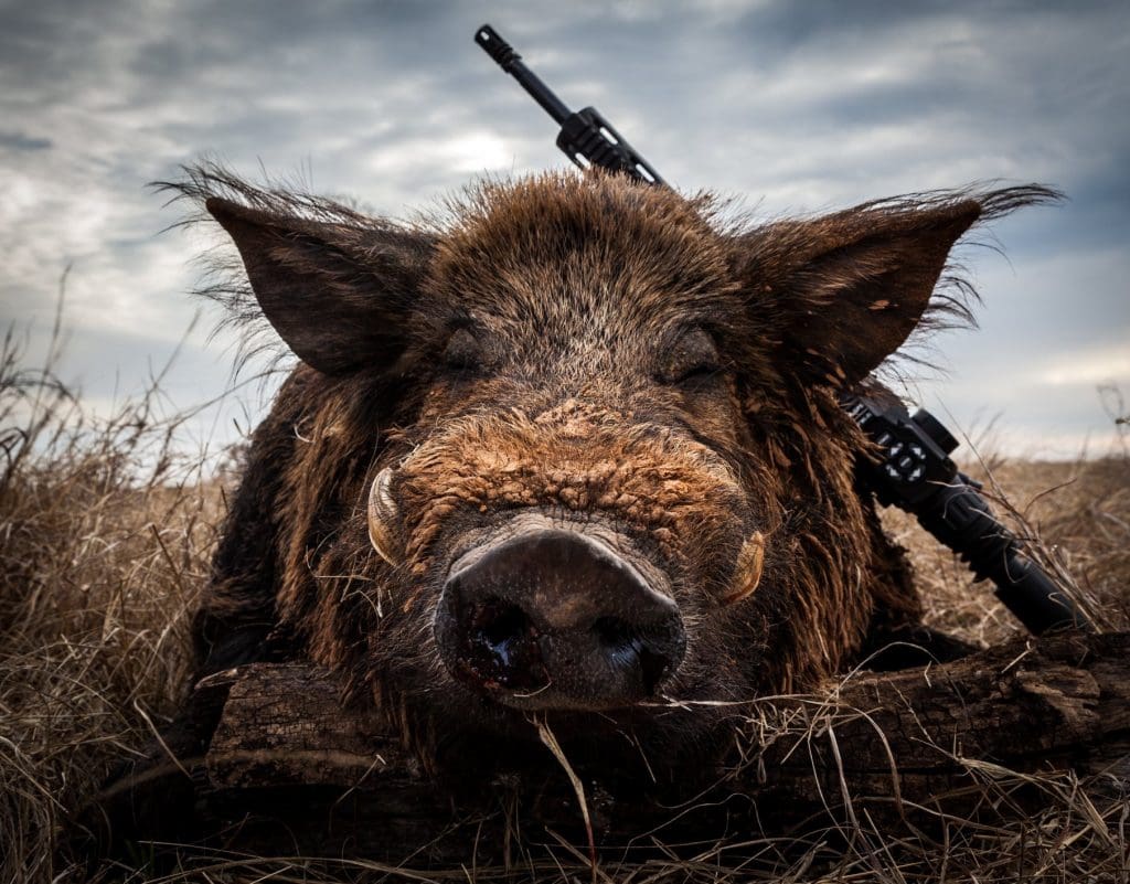 300 pound hog