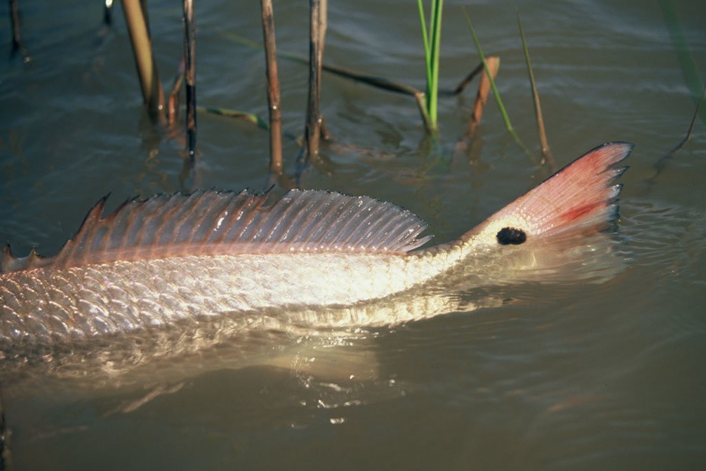 tailing redfish