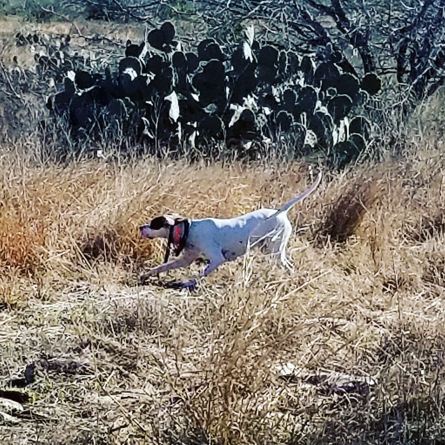 English Pointer