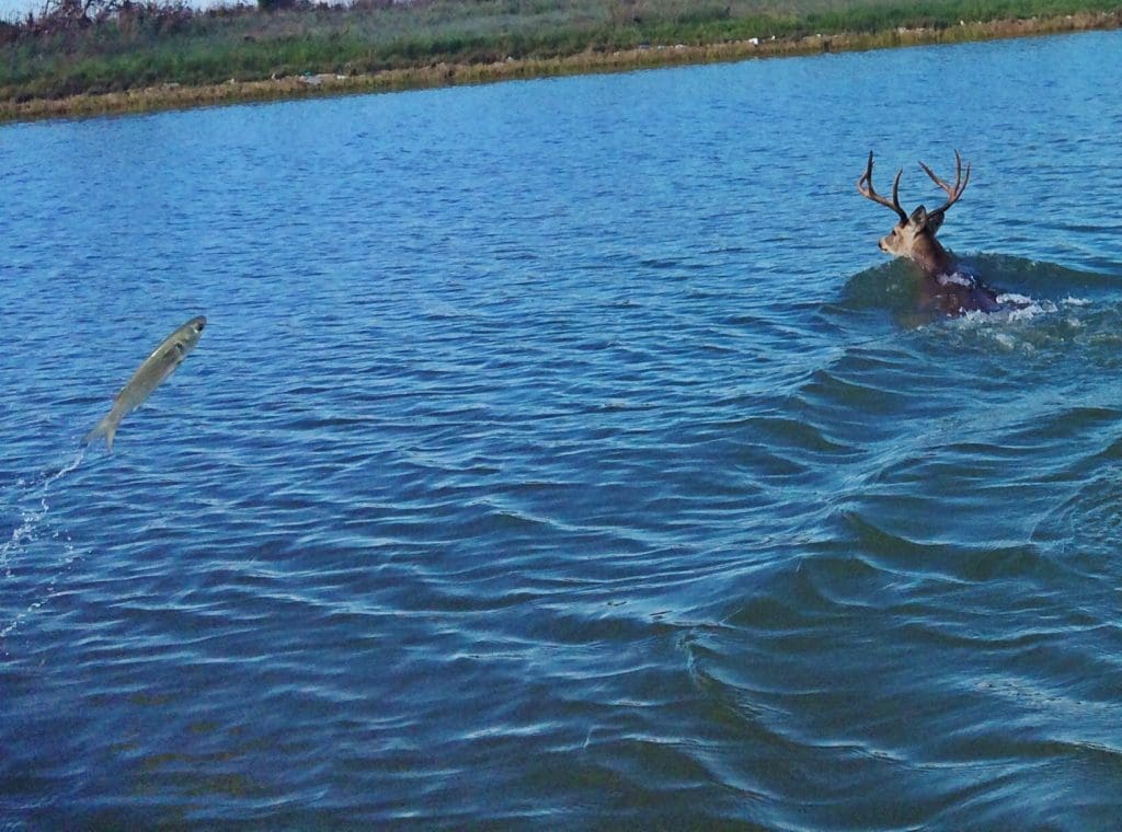 Swimming Deer