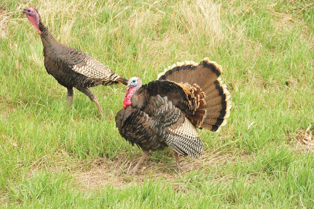 Merriam's tom with a hen