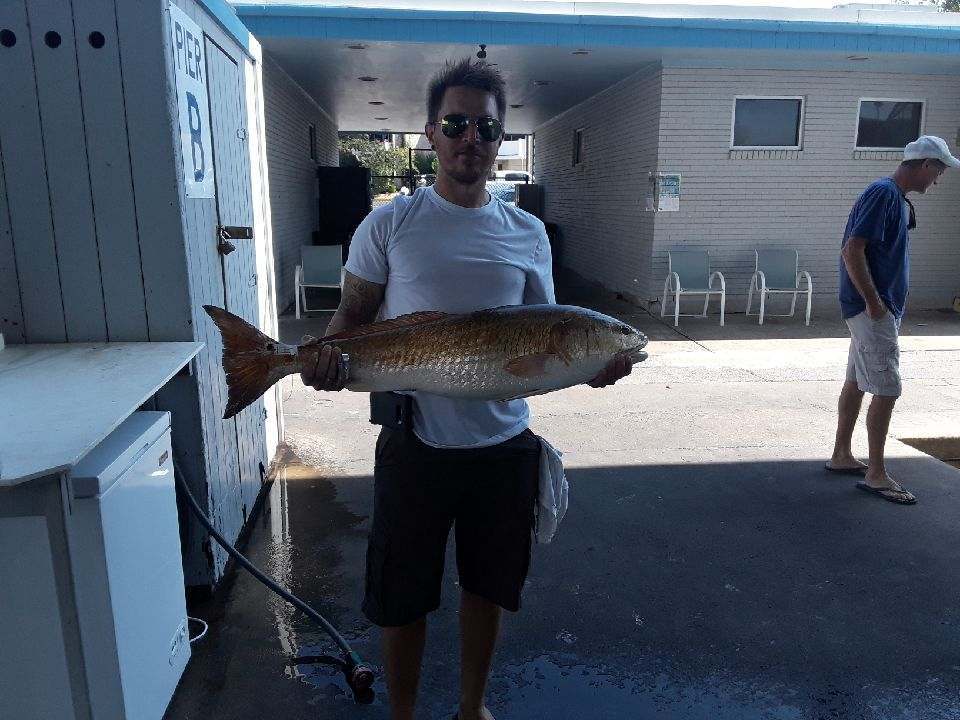 Bull Red