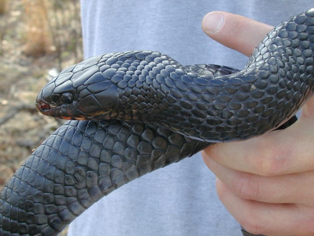 indigo snake