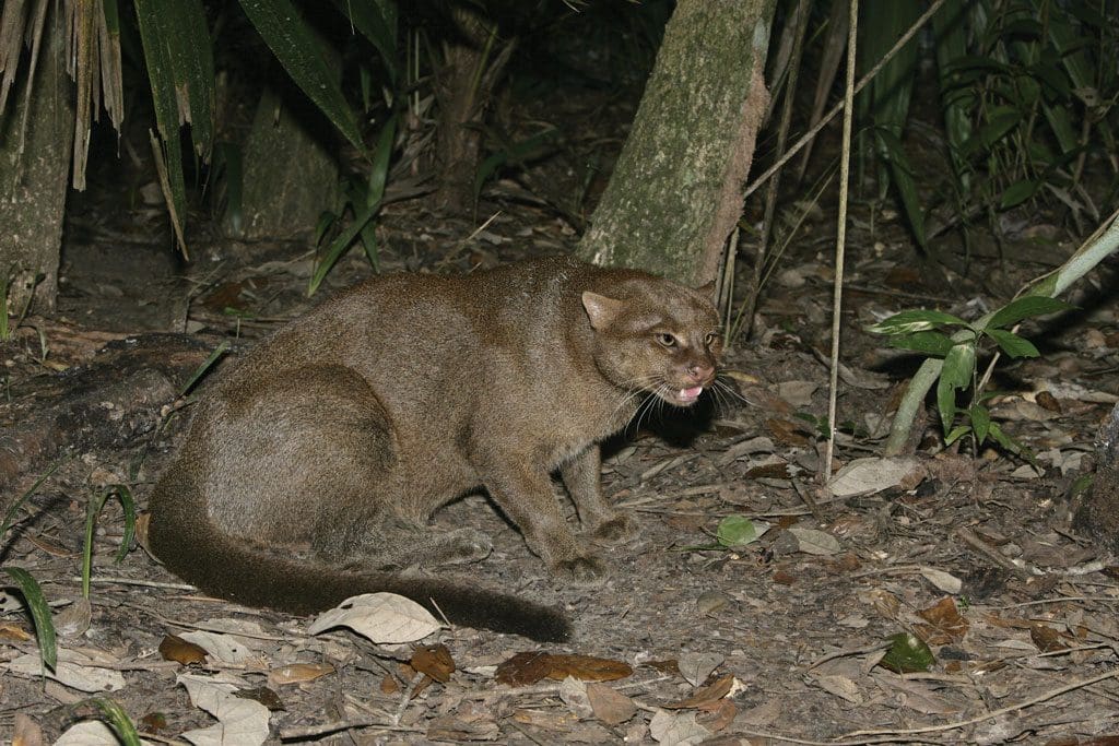 jaguarundi
