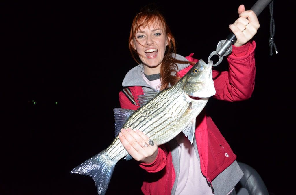 Striped bass