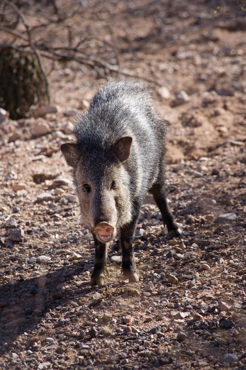 Texas javelina