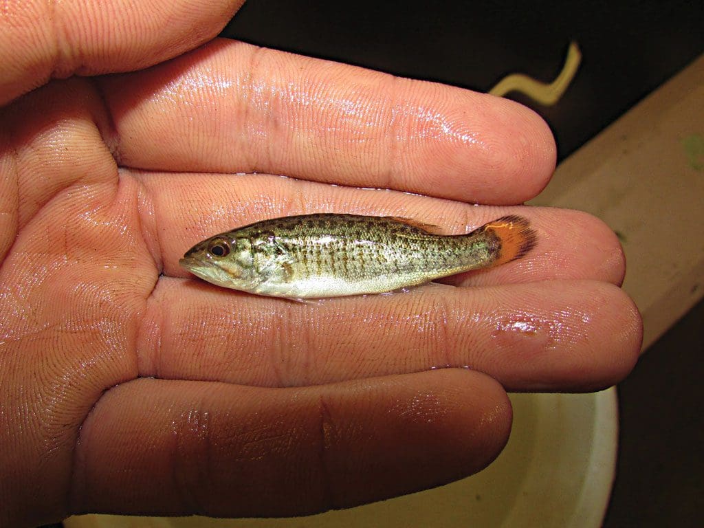 smallmouth bass stocking
