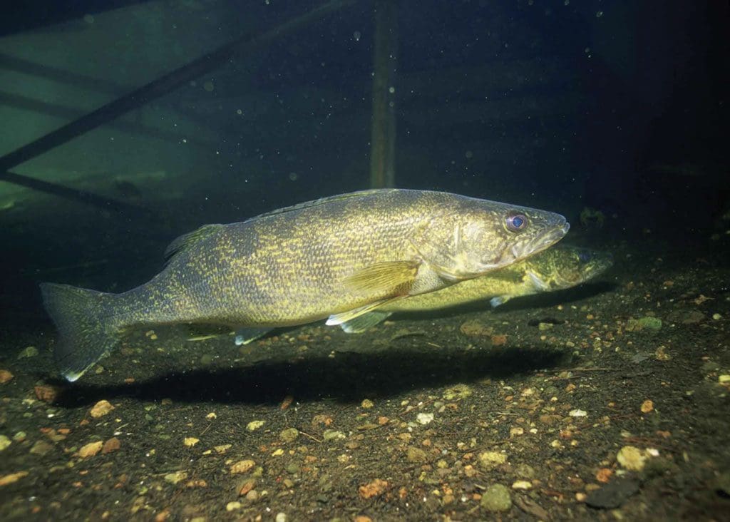 walleye